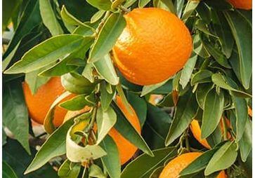 &Auml;therisches S&uuml;&szlig;orangen&ouml;l