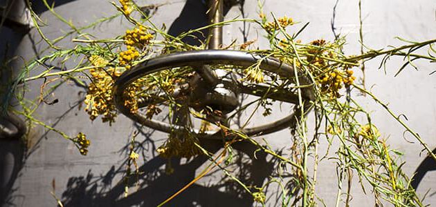 Destillation der Immortellebl&uuml;ten