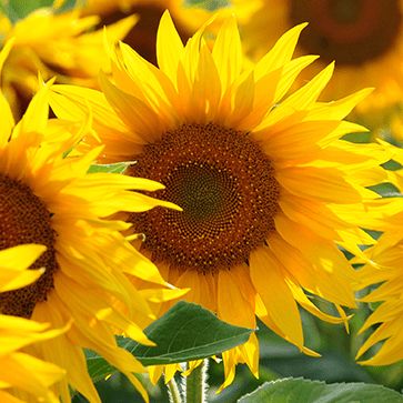 Huile de tournesol