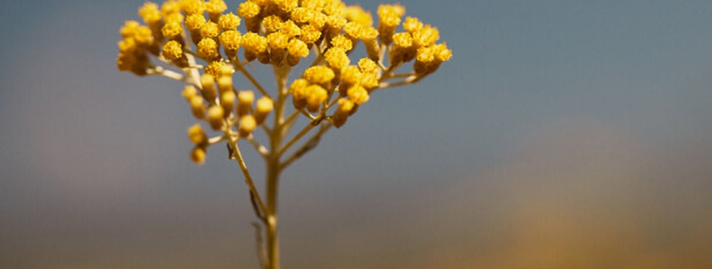 Fleurs d'Immortelle
