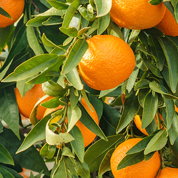Huile Essentielle d'Orange Douce