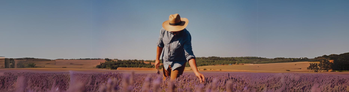 Lavendel-Produzent
