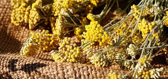 Immortelle-Blume