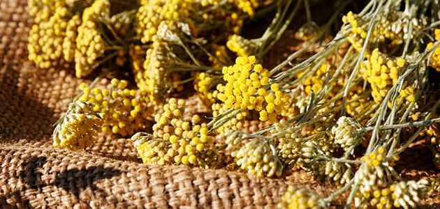 Immortelle-Blume