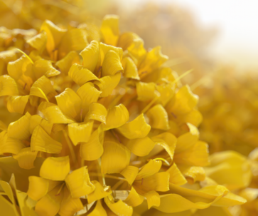 D&eacute;couvrez les secrets de la fleur d'immortelle