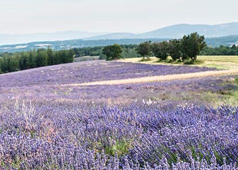 Lavendel