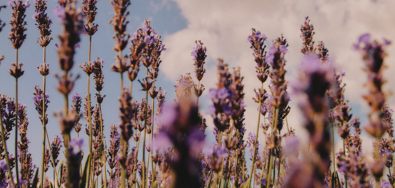 Lavendel