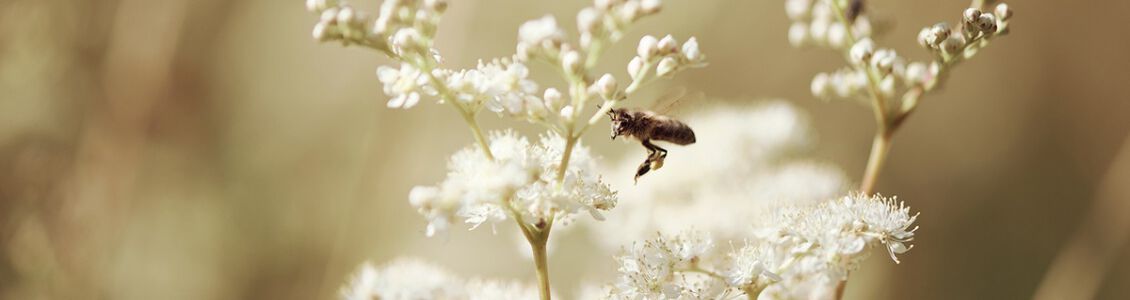  Entdecken Sie die Geheimnisse der &bdquo;Wiesenk&ouml;nigin&rdquo;