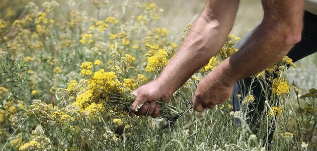 Immortelle-Ernte