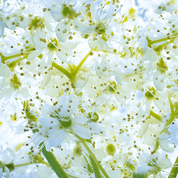 Extrait de Fleurs de Reine des pr&eacute;s