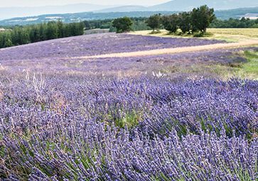 Conditions pour planter la lavande 