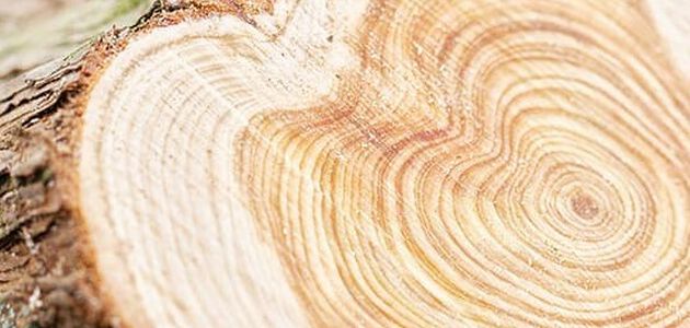 Un arbre pr&eacute;cieux aux mille et une vertus