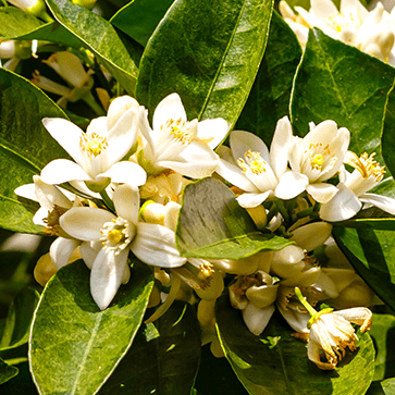 Enfleurage de Fleurs d'Oranger