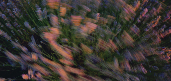 Lavendel
