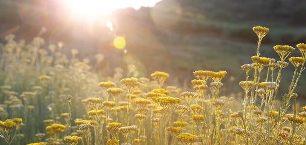 Immortelle Vorteile