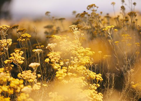 Inhaltsstoff Immortelle