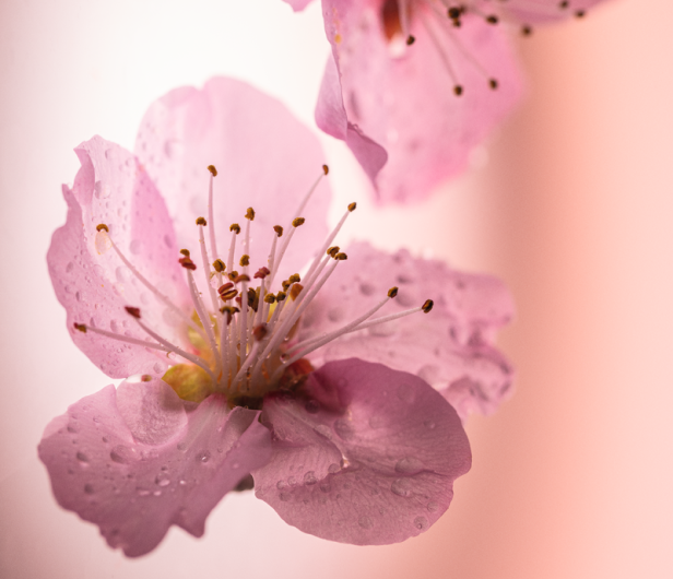 Fleurs de Cerisier