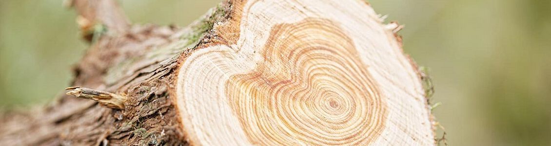 Un arbre pr&eacute;cieux aux mille et une vertus