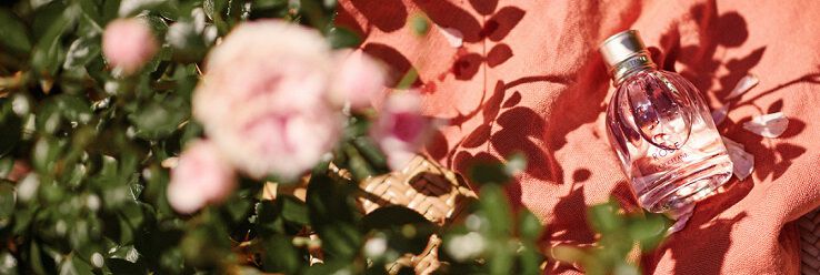 Kollektion Rose 
