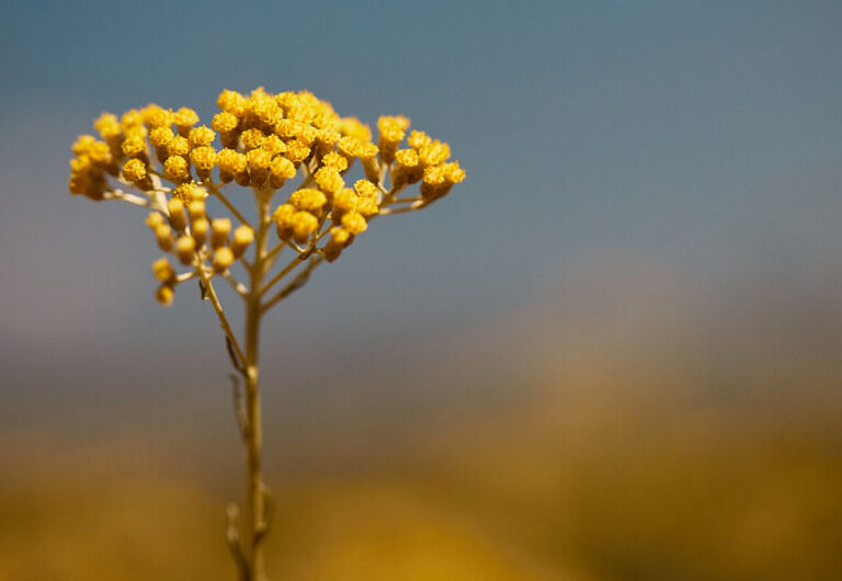 Fleurs d'Immortelle
