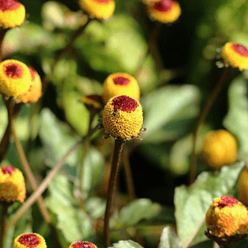 Acmella Oleracea-Extrakt