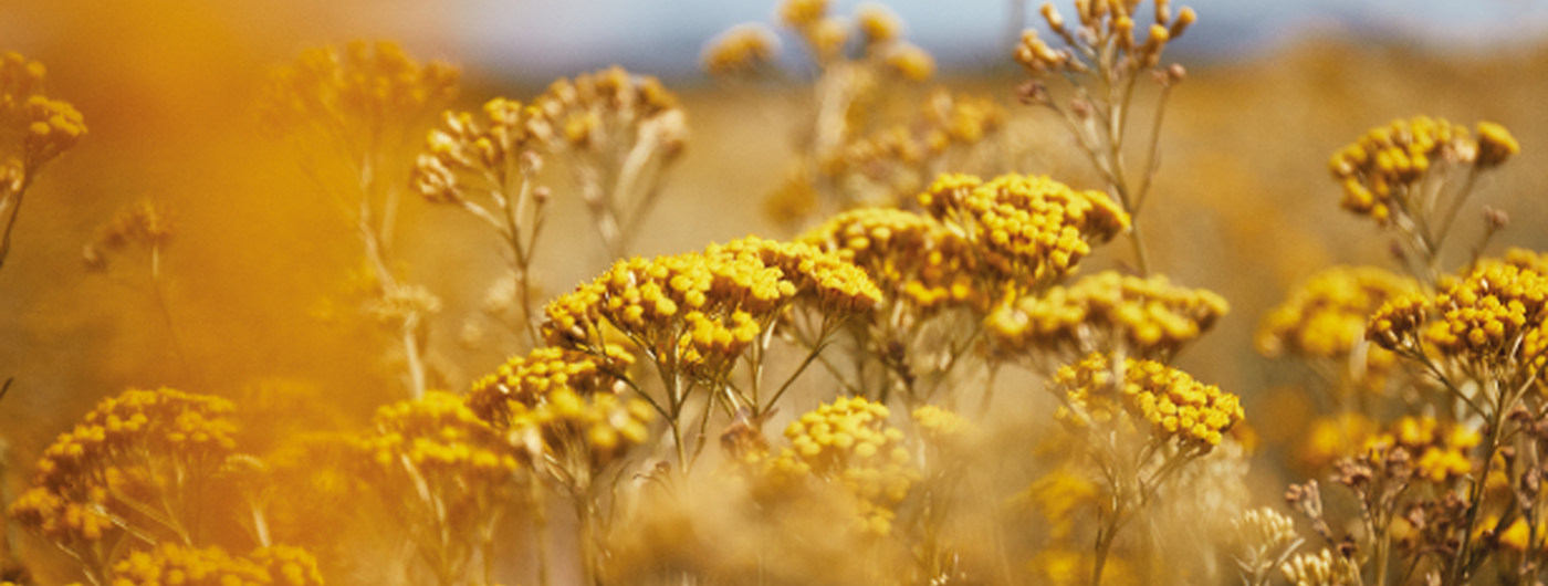 Immortelle