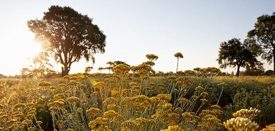 Bio-Immortelle-Feld