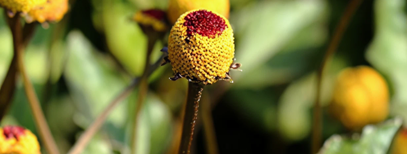 Der Extrakt aus Acmella Oleracea
