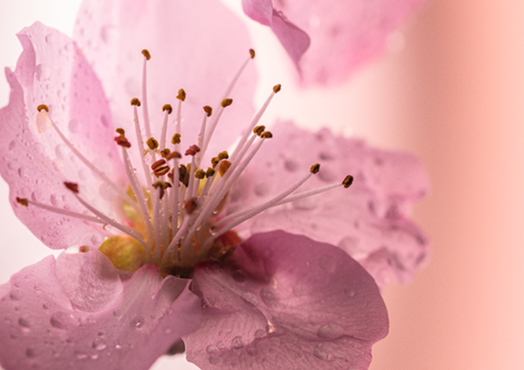 Fleurs de Cerisier
