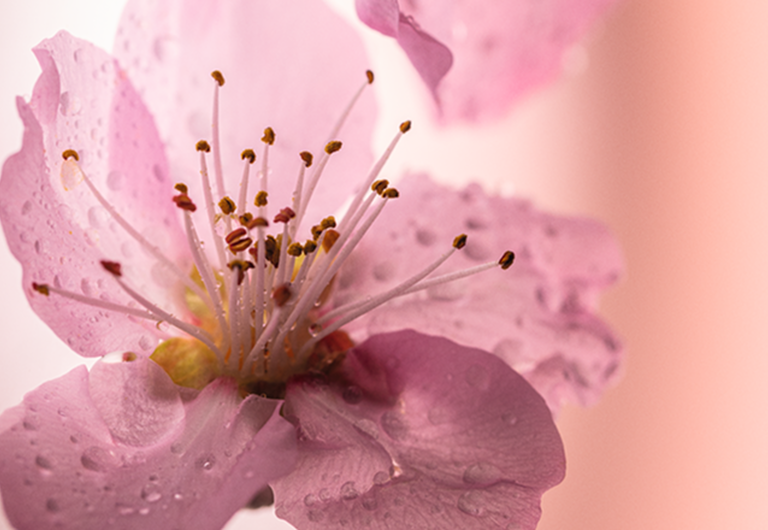 Kirschbl&uuml;te
