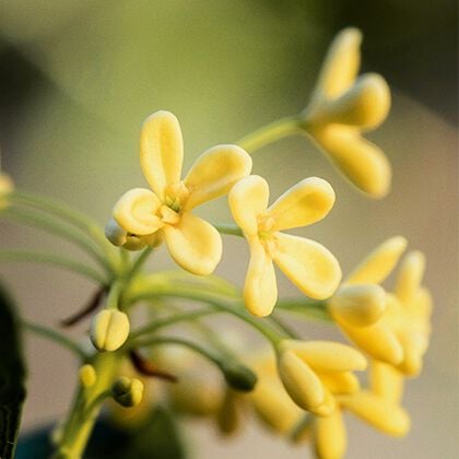 Tout savoir sur l'Osmanthus