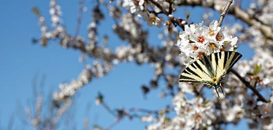 Schmetterling auf Mandelbaum