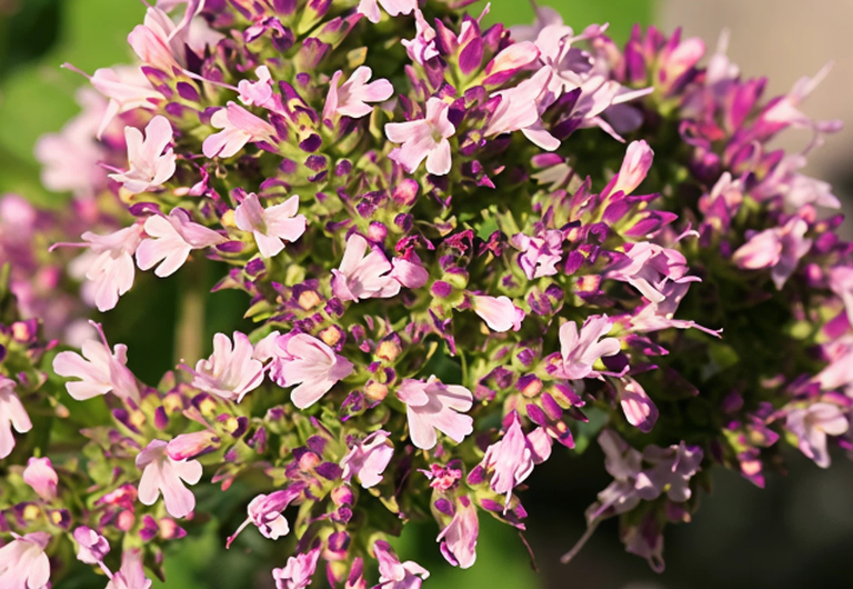 L'extrait de Marjoram