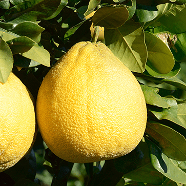 Extrait de Pomelo
