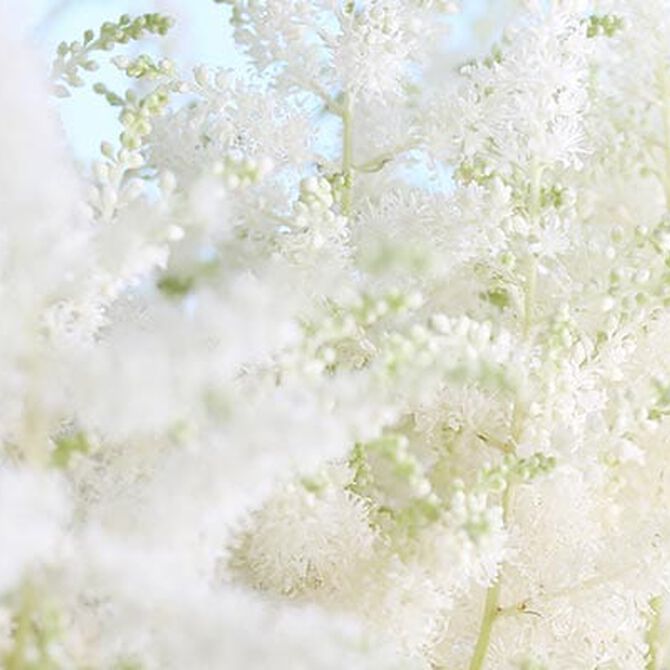 WEISS WIE SCHNEE