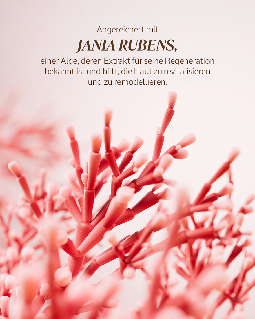 Bildanzeige 4/8 des Produkts Immortelle Harmonie Gesichtscreme, , RECT