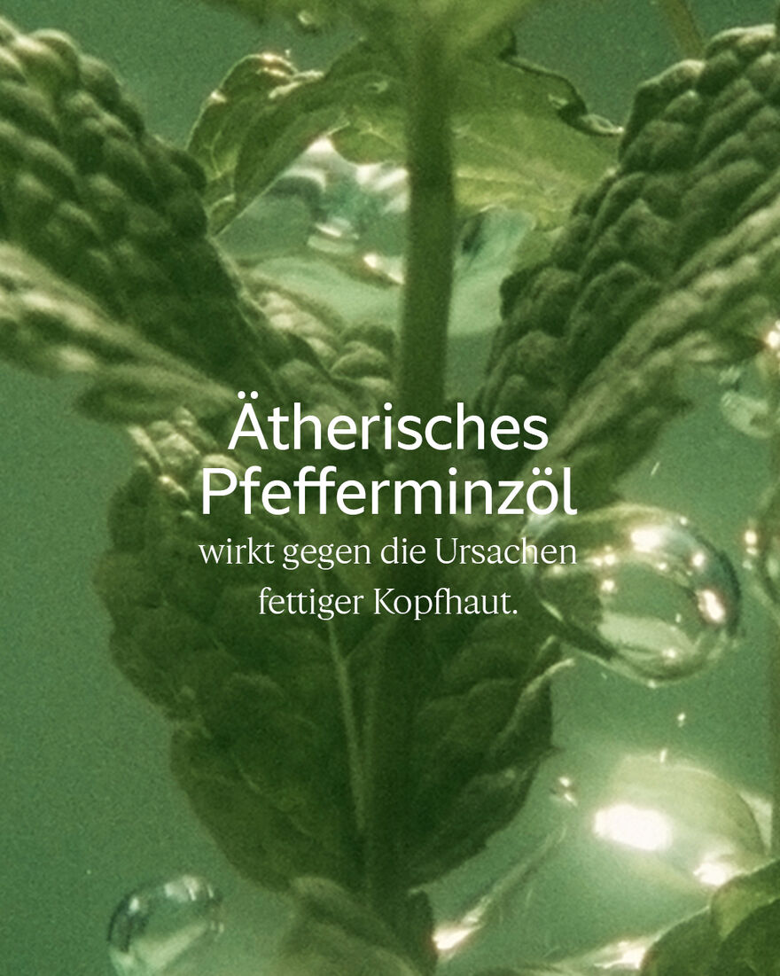 Bildanzeige 6/6 des Produkts Aromachologie Pure Frische Shampoo, , RECT