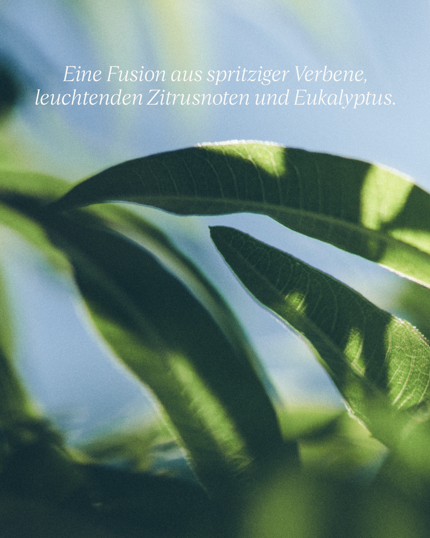 Bildanzeige 7/9 des Produkts Fl&uuml;ssigseife f&uuml;r H&auml;nde & K&ouml;rper Verbene, , RECT
